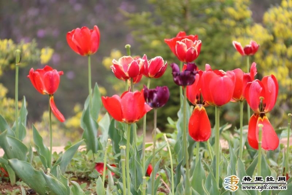 5082a10b-1648-426c-a507-6c8023a63c03_batchwm 5082a10b-1648-426c-a507-6c8023a63c03_batchwm