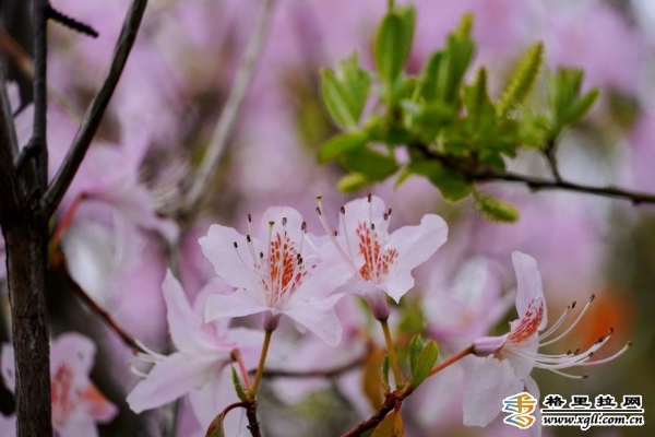 ba2b14e7-2b81-4b09-91ee-3a9dd3323b42_batchwm ba2b14e7-2b81-4b09-91ee-3a9dd3323b42_batchwm