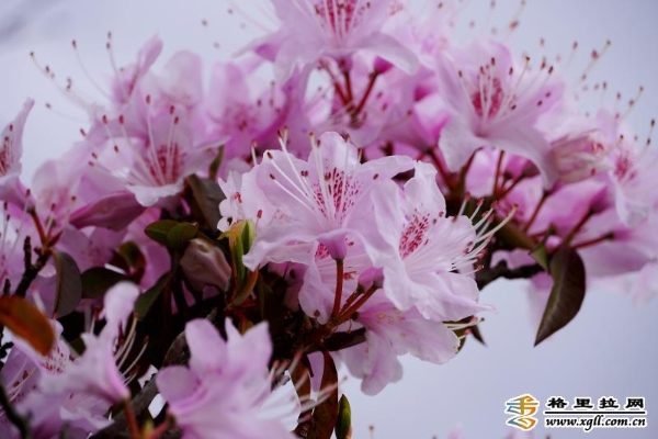 e9f91cd2-84b6-40cd-832a-9f97f0371b68_batchwm e9f91cd2-84b6-40cd-832a-9f97f0371b68_batchwm