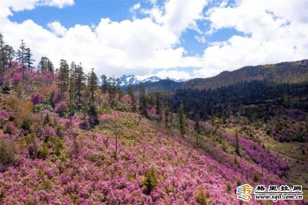 a185816e-b540-408b-a0a5-9941f098c107_batchwm