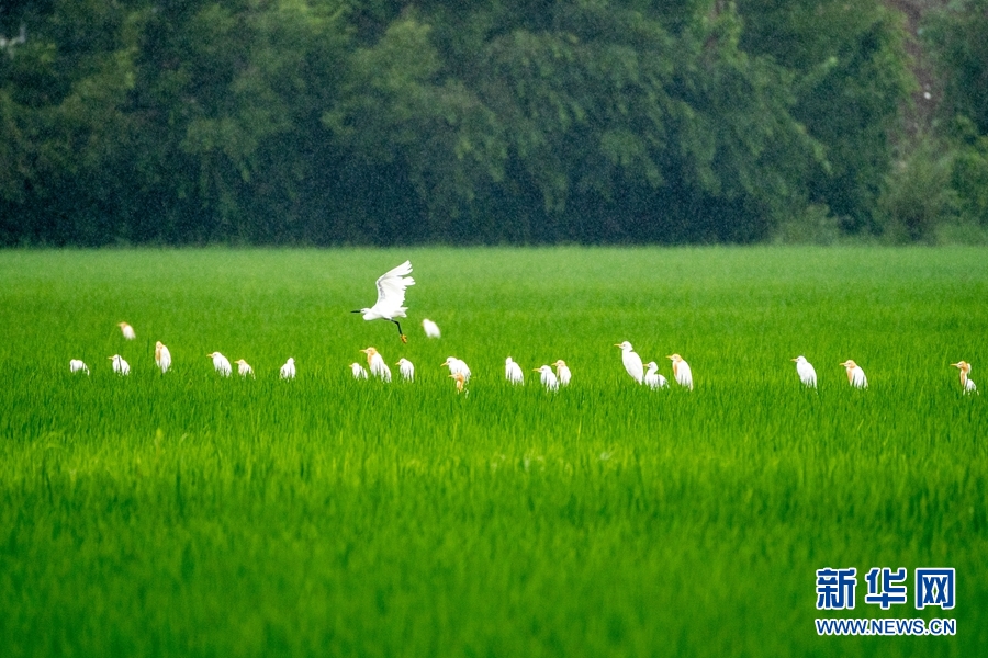 1101770_2048x2048 1101770_2048x2048