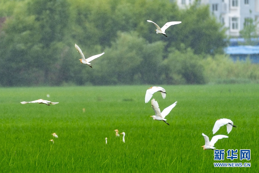 1101771_2048x2048 1101771_2048x2048