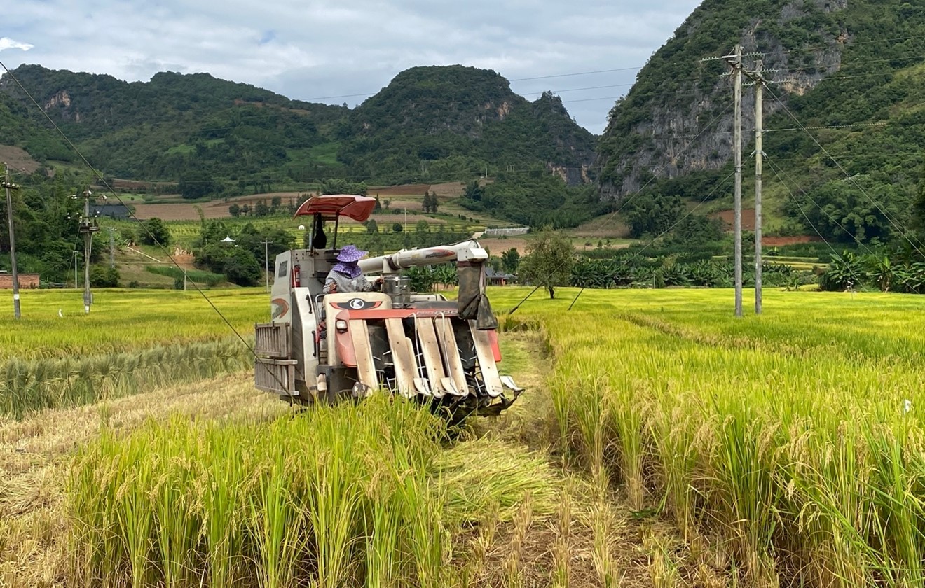 A farmer harvests rice cultivated on dry land for the first time. Yang Jinghao/CGTN