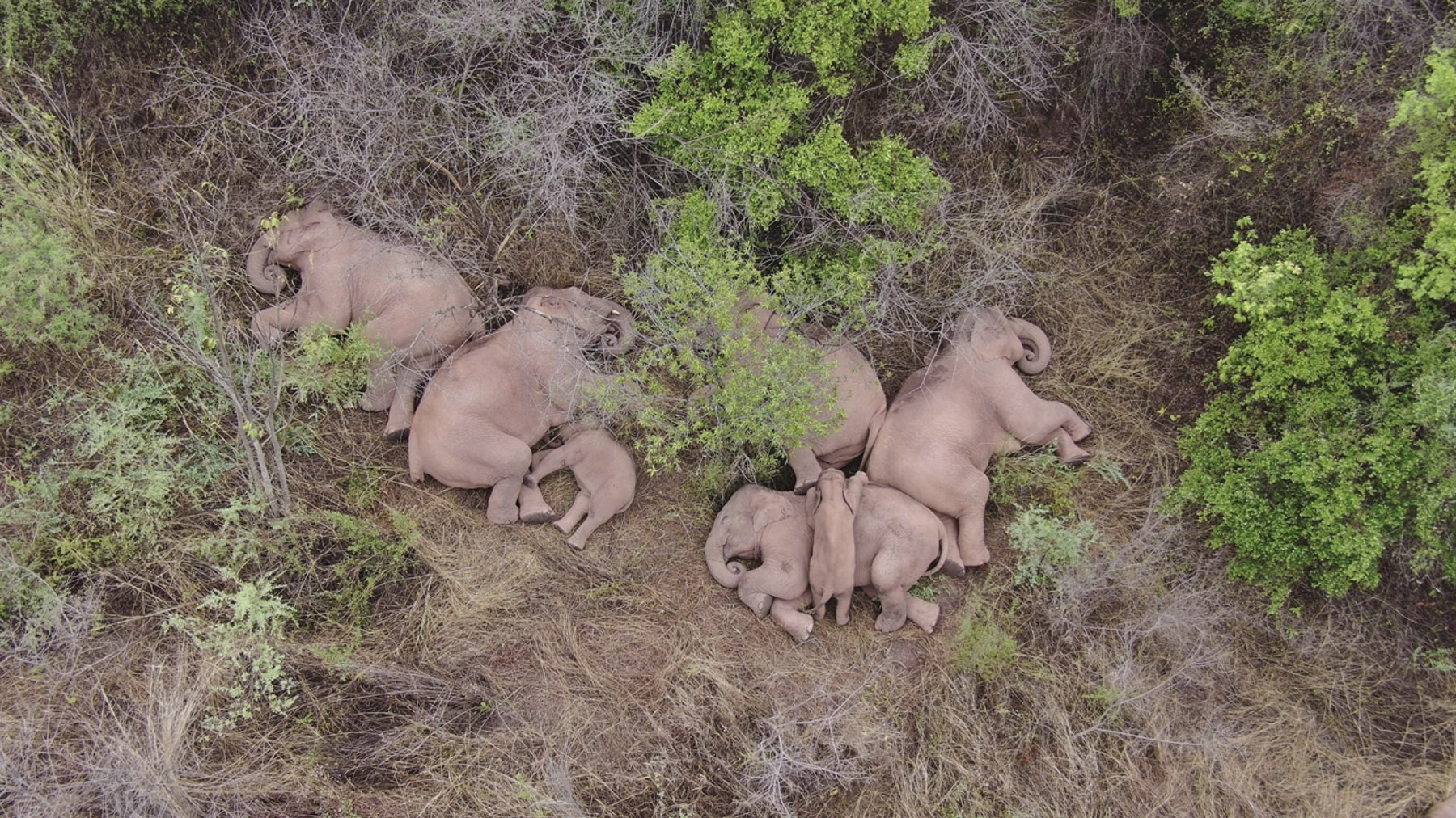 The migrating elephants asleep during their northward journey./Shen Qingzhong