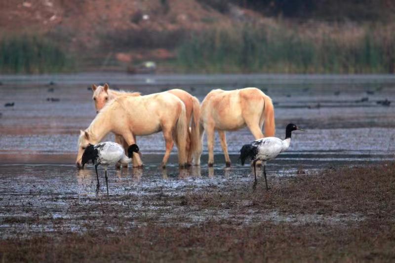 Unexpected comeback of black-necked cranes in SW China