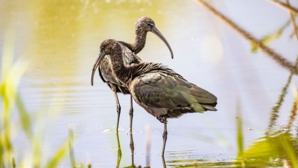 喙似弯刀,体形修长!濒临绝迹的国家一级保护动物彩鹮再现大理洱海! (1).JPG 喙似弯刀,体形修长!濒临绝迹的国家一级保护动物彩鹮再现大理洱海! (1).JPG