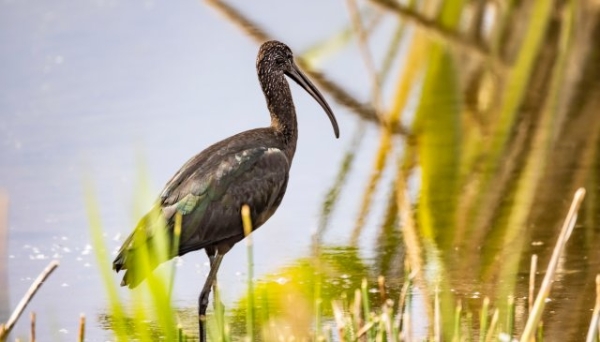 喙似弯刀,体形修长!濒临绝迹的国家一级保护动物彩鹮再现大理洱海! (3).JPG 喙似弯刀,体形修长!濒临绝迹的国家一级保护动物彩鹮再现大理洱海! (3).JPG
