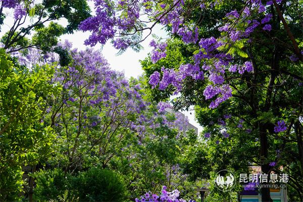 教场中路蓝花楹大道的美景。宁夏摄影家协会会员温利 摄