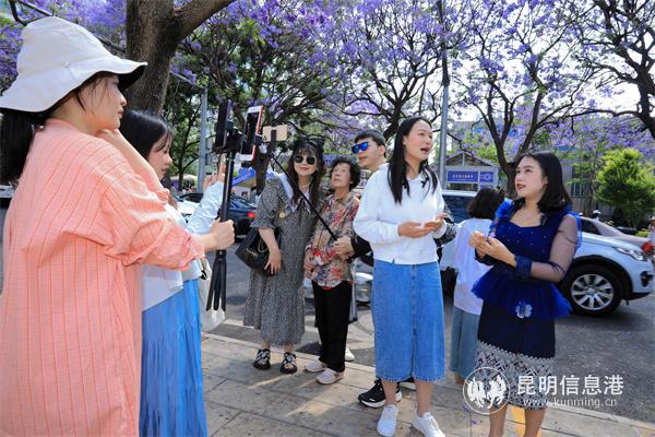 两位主播在教场中路直播蓝花楹盛放美景，让海内外网民足不出户就能在线开启梦幻之旅。宁夏摄影家协会会员温利 摄