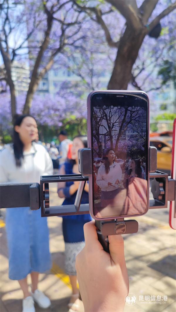 两位主播在教场中路直播蓝花楹盛放美景，让海内外网民足不出户就能在线开启梦幻之旅。谭石艳 摄