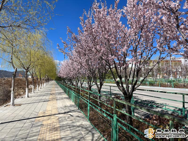 香格里拉城区的李子花开了1 香格里拉城区的李子花开了1