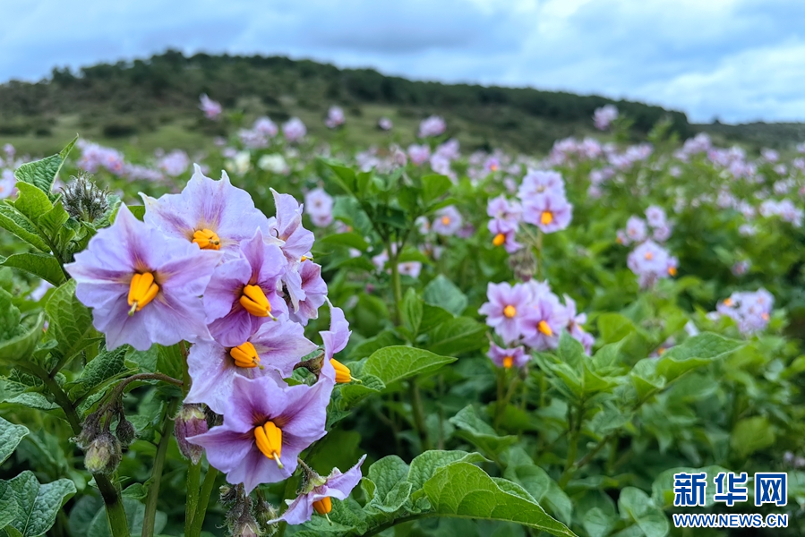 1464100_2048x2048 1464100_2048x2048