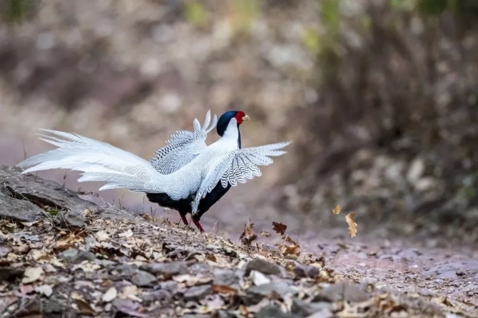 1521835_670x2048 1521835_670x2048