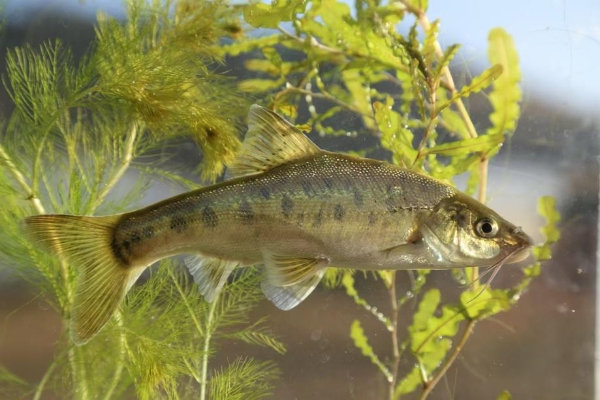 66cb1999a3106063b5948ad5