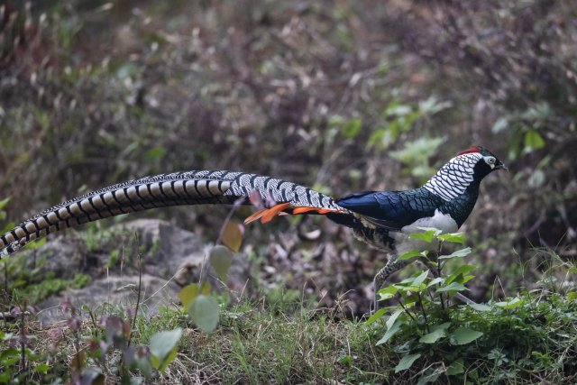 20241225154156SVLSEE