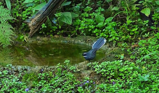 202412251541551VGEV9