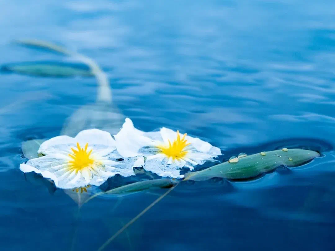 海菜花。大理州委宣传部 供图