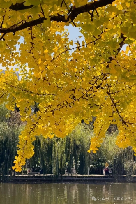 翠湖2 云南春天礼 翠湖2 云南春天礼