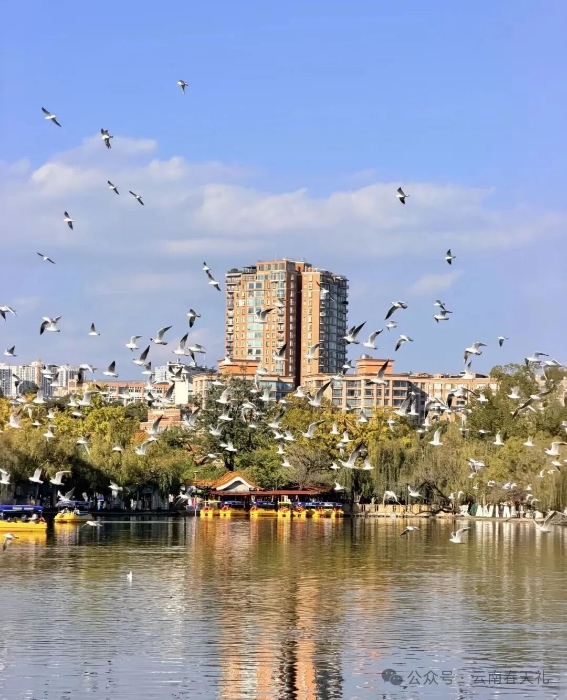 翠湖1 云南春天礼 翠湖1 云南春天礼