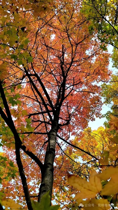 昆明植物园2 昆明植物园2