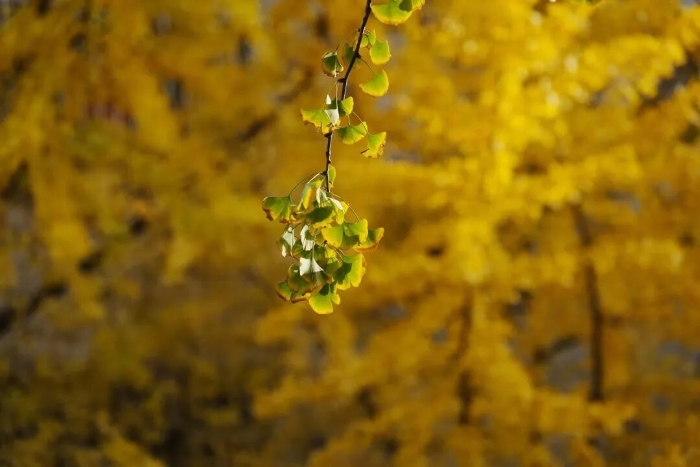 文林街 非常文林 文林街 非常文林