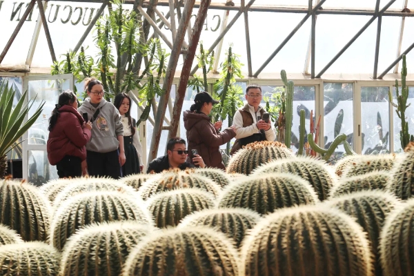 公园热带植物吸引游客拍照。记者黄晓松 摄