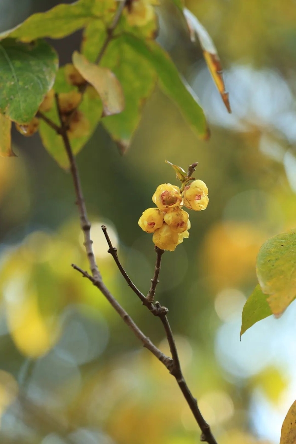 908dc507408141c392a4bb188b2957e1 908dc507408141c392a4bb188b2957e1