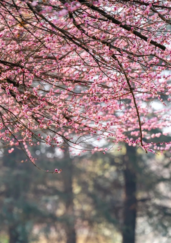 bbde05cc225145c09b5d74b16d64ee37 bbde05cc225145c09b5d74b16d64ee37