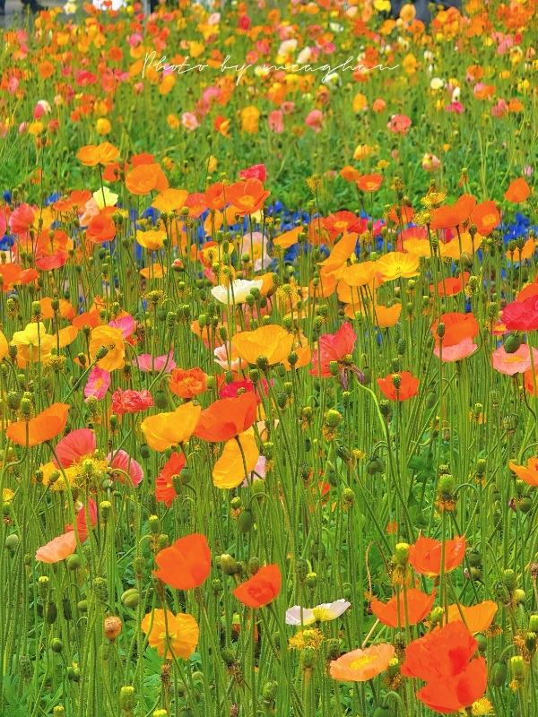 微信图片_20260211165104_191_7