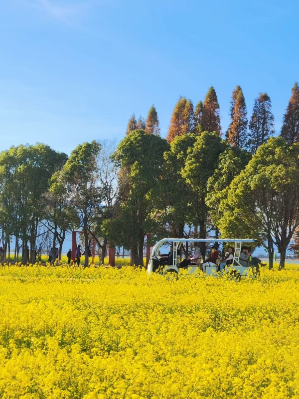 油菜花