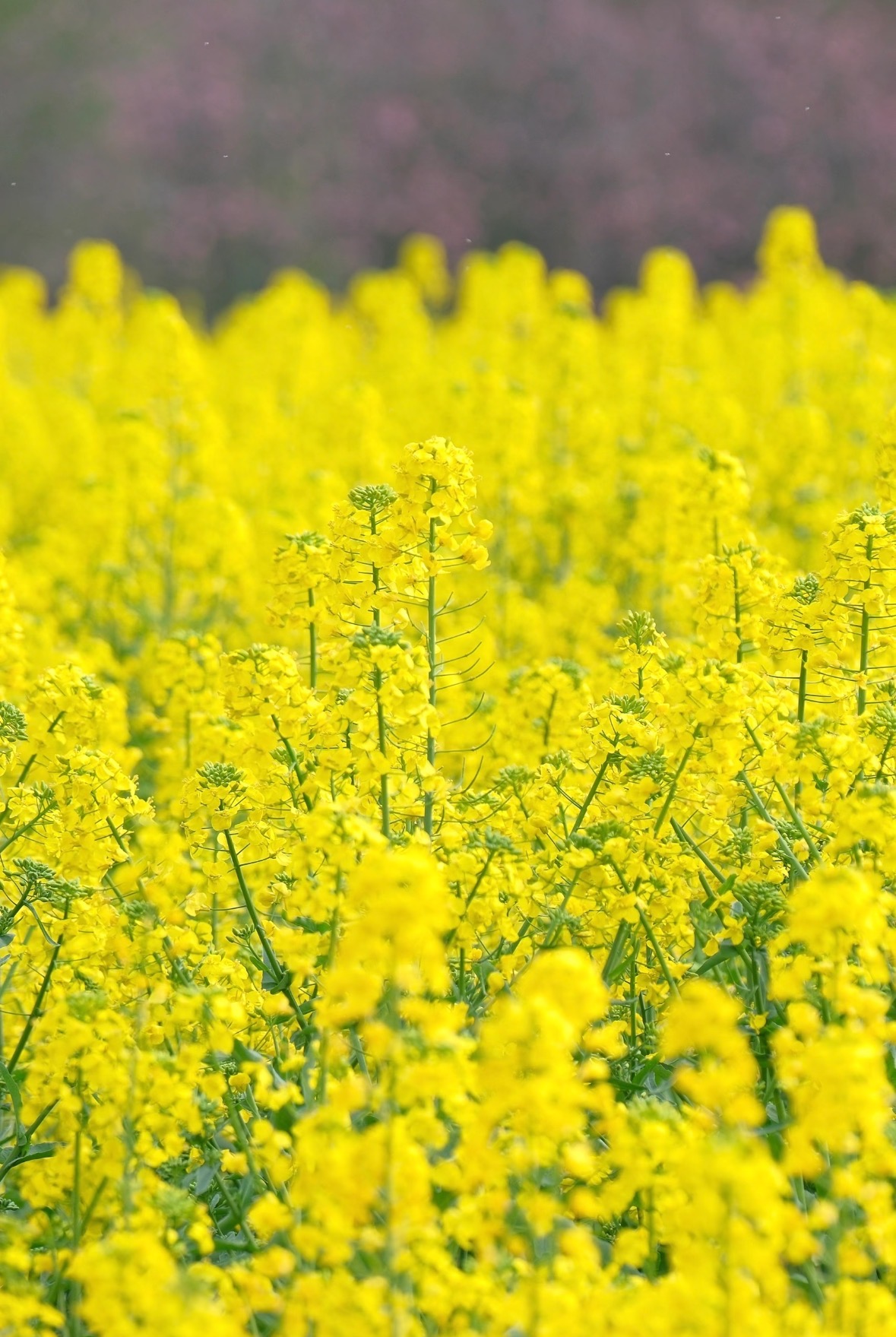 油菜花(1) 油菜花(1)