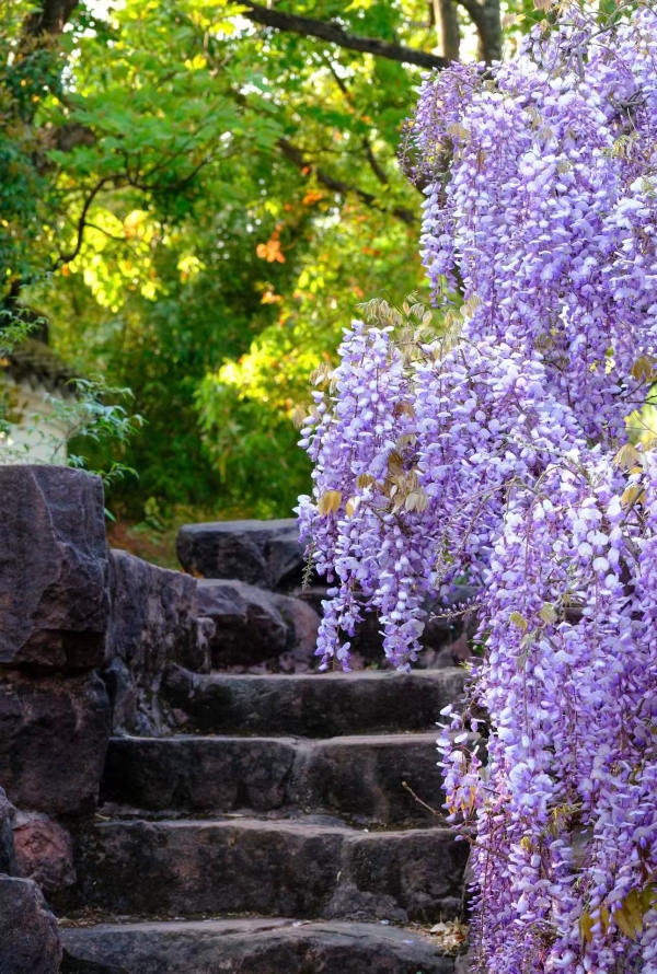 紫藤花1