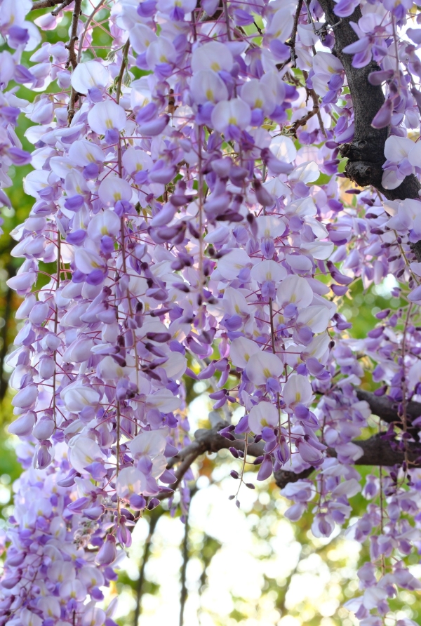 紫藤花2