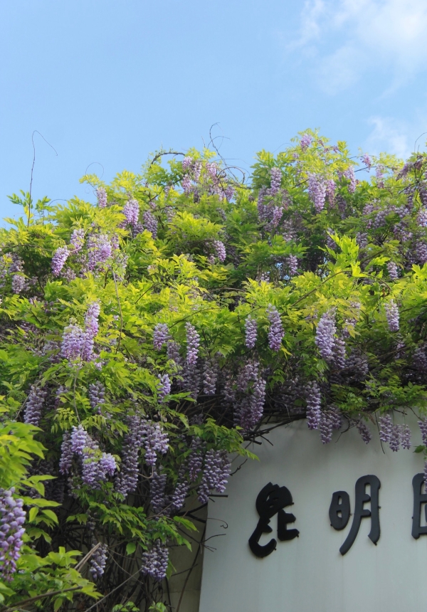 紫藤花3