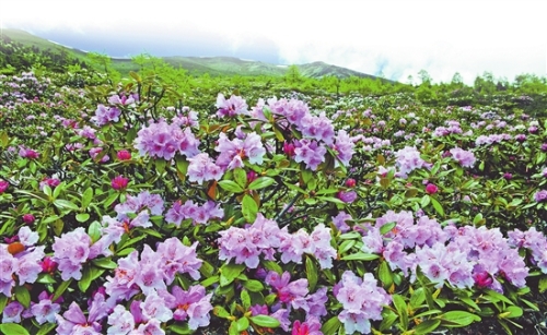 2018050412_res03_attpic_brief