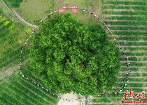 201805150023396594 201805150023396594