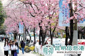 圆通街是昆明最著名的樱花大道。