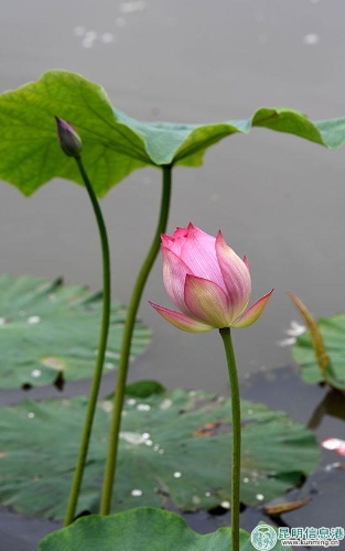 荷。昆明日报记者杨艳辉摄 荷。昆明日报记者杨艳辉摄