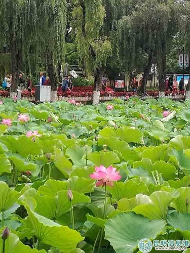 荷花盛放。 荷花盛放。