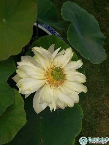 荷花新品‘竹韵’。 荷花新品‘竹韵’。