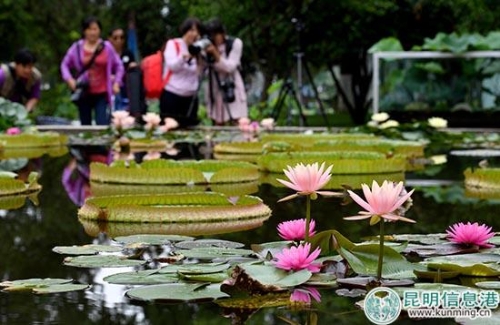 王莲。昆明日报记者杨艳辉摄 王莲。昆明日报记者杨艳辉摄