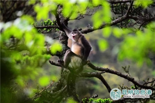 张志云:滇金丝猴 张志云:滇金丝猴