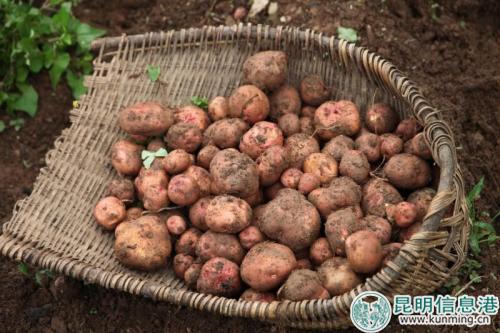 图1:李子沟洋芋 图1:李子沟洋芋