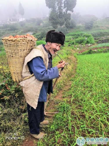 图3:挖洋芋的老人。 图3:挖洋芋的老人。