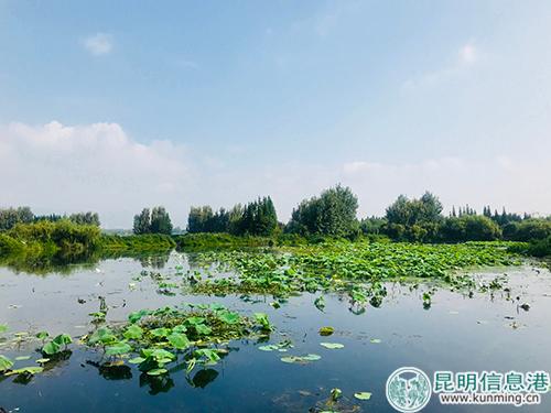 永昌湿地 永昌湿地