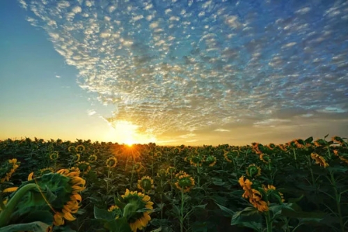 W020180821566418484083