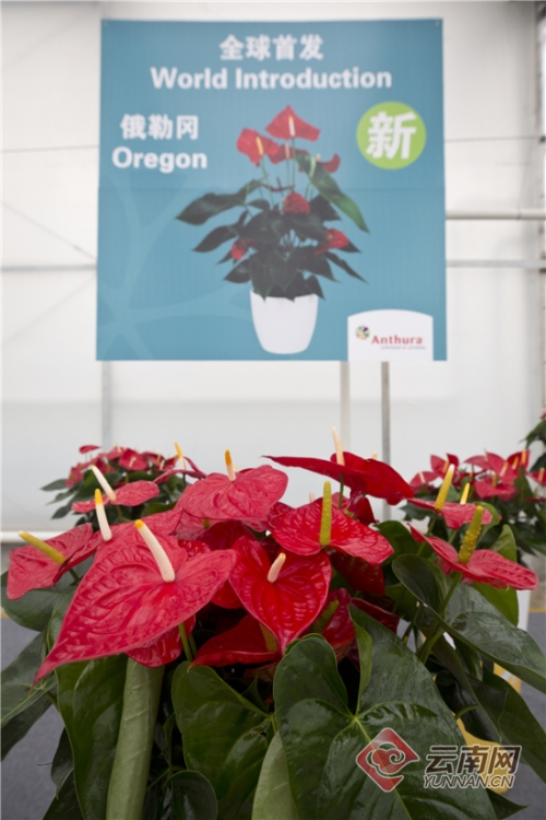 00300108610_309a8795 00300108610_309a8795