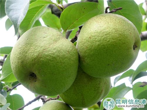 图1：呈贡宝珠梨今年产量约7000吨左右。