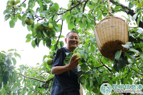 图2：市民可边采摘边游览万溪冲风光。