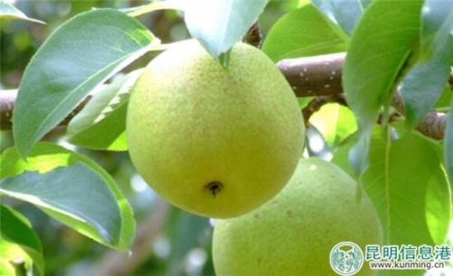 宝珠梨  图片来自网络